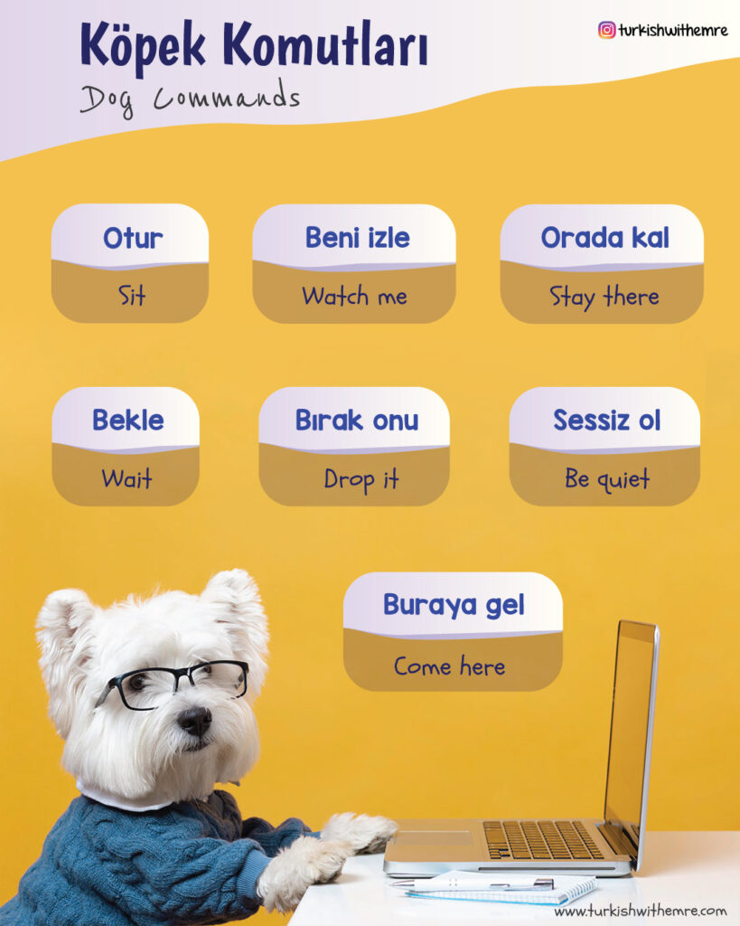 Dog Commands in Turkish