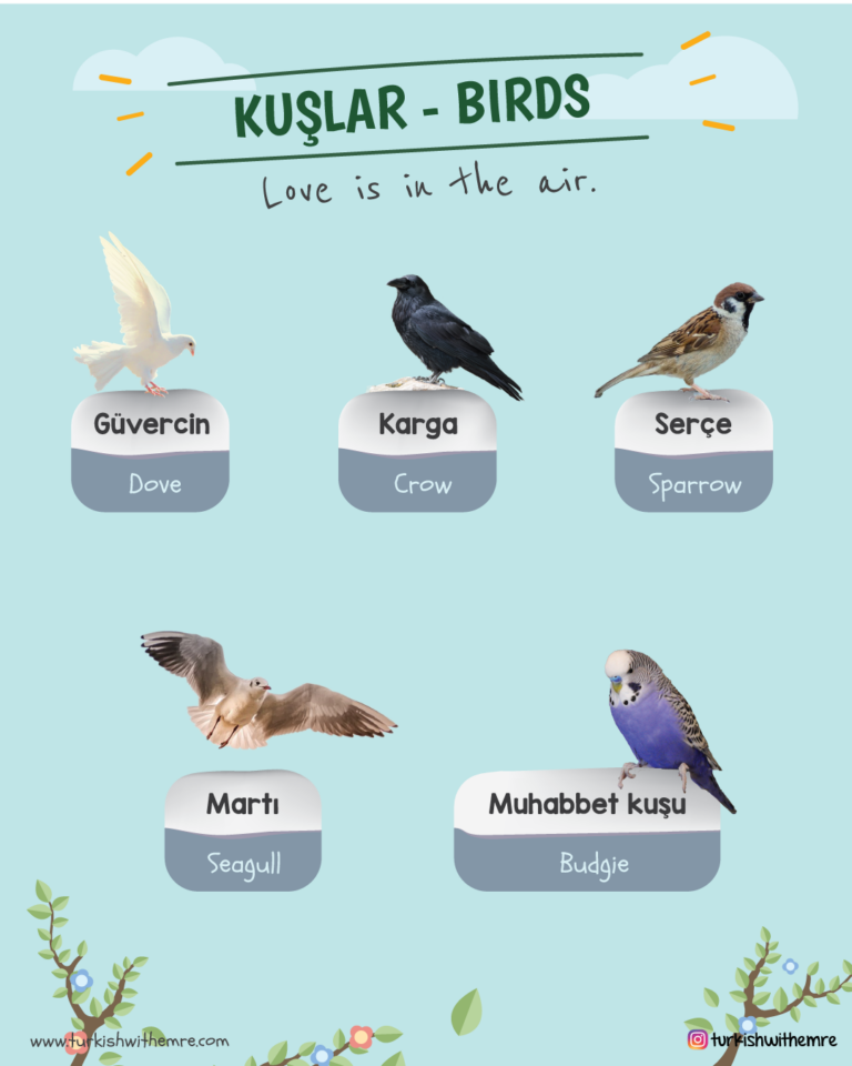 Birds name vocabulary